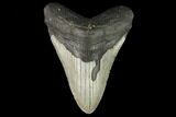 Fossil Megalodon Tooth - North Carolina #124678-1